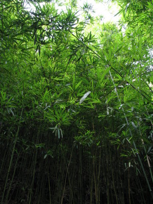 Bamboo, Maui, Hawaii