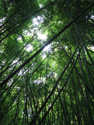 Bamboo, Maui, Hawaii