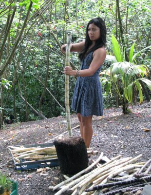 Chopping sugar cane, Maui, Hawaii