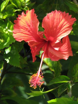 Hibiscus, Maui, Hawaii