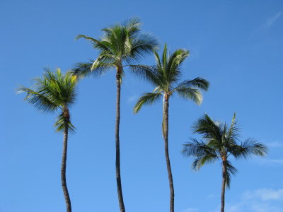 Palm trees, Maui, Hawaii