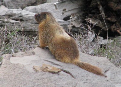 Marmot, Wyoming