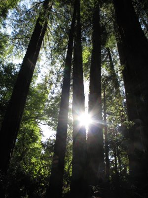 Redwoods, Big Sur, California