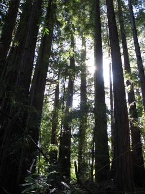 Redwoods, Big Sur, California