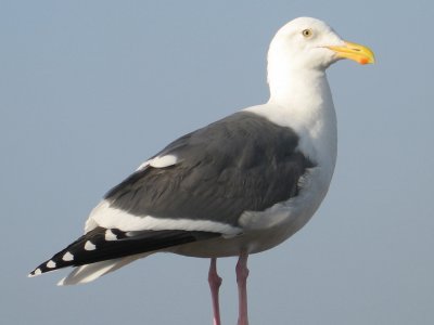 Sea Gull, California
