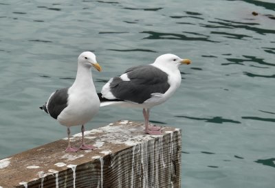 San Luis Bay Gulls.jpg