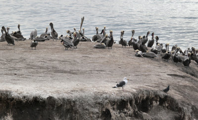 Shell Beach Bird Rock 2.jpg