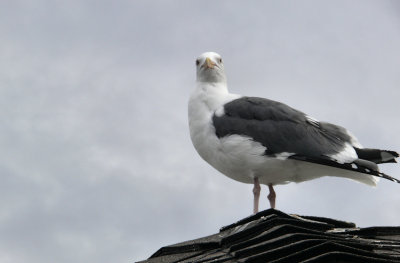 Shell Beach Gull .jpg