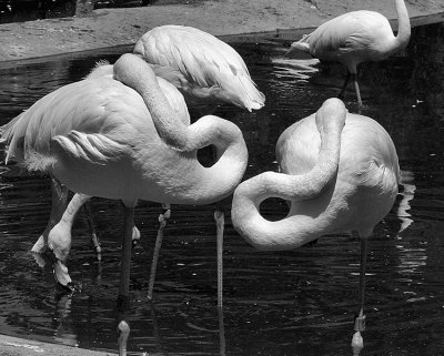 Flamingos 6.jpg