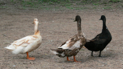 3 Ducks.jpg