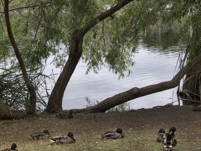 Lake - Tree  Ducks.jpg