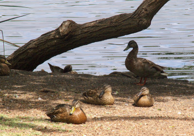 Mama Duck  Family - 4.jpg