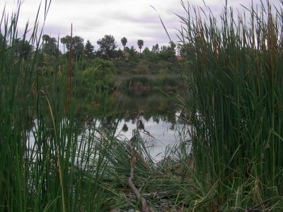 Lake  Reeds 2.jpg