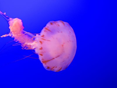 Aquarium Jellyfish - 1.jpg