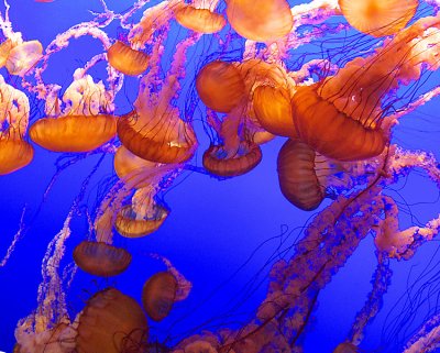 Aquarium - Jellyfish - 2.jpg