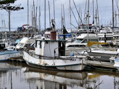 Cora Near Monteray CA .jpg