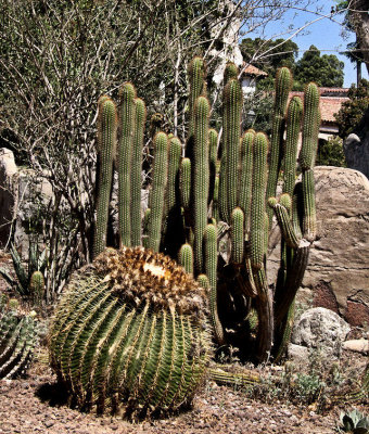 SJC Cactus.jpg