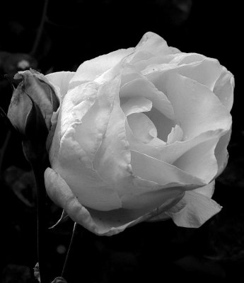 Pink Rose 3 .jpg