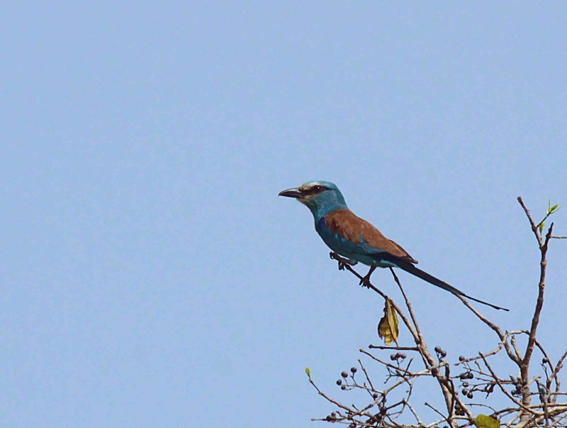 Abyssinian Roller, Mole NP, Ghana