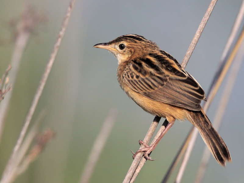 Zitting Cisticola, Dalyan, Turkey