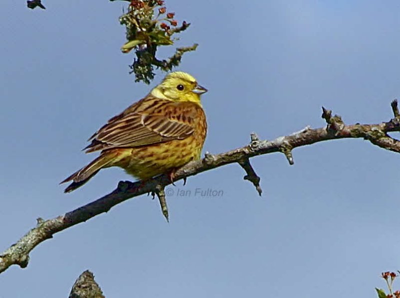 Yellowhammer, Brow Well, Dumfries&Galloway