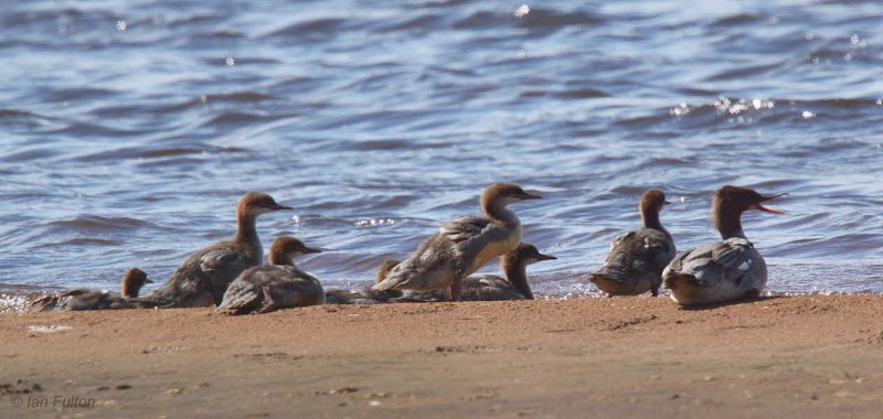 Goosander, Endrick Mouth, Clyde