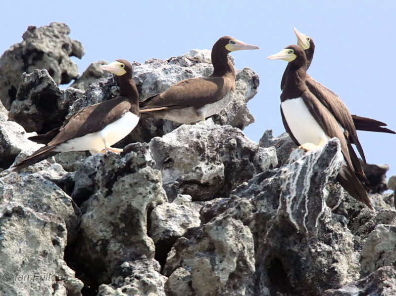 Brown Booby, Sete Pedras, So Tom