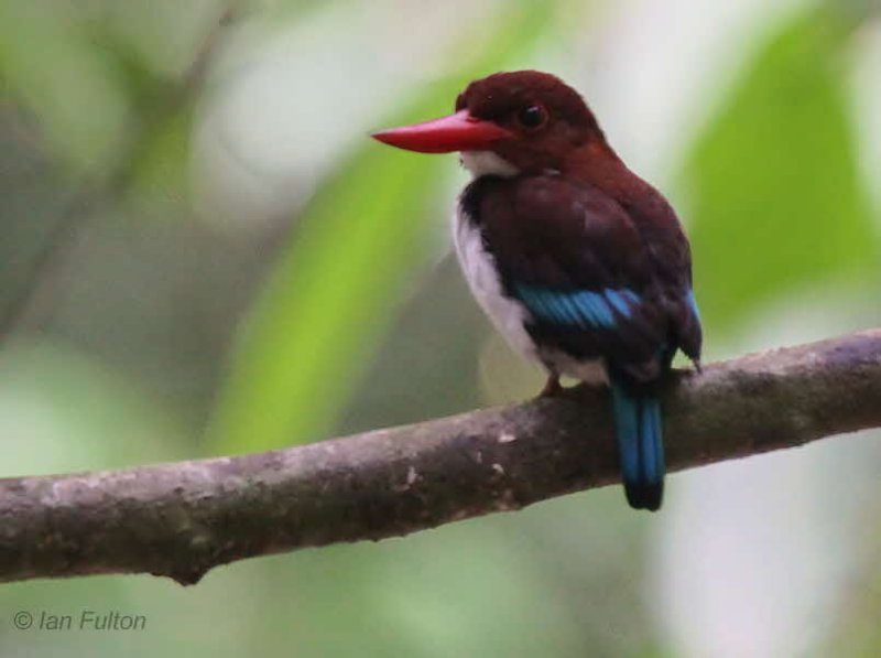 Chocolate-backed Kingfisher, Lope NP, Gabon