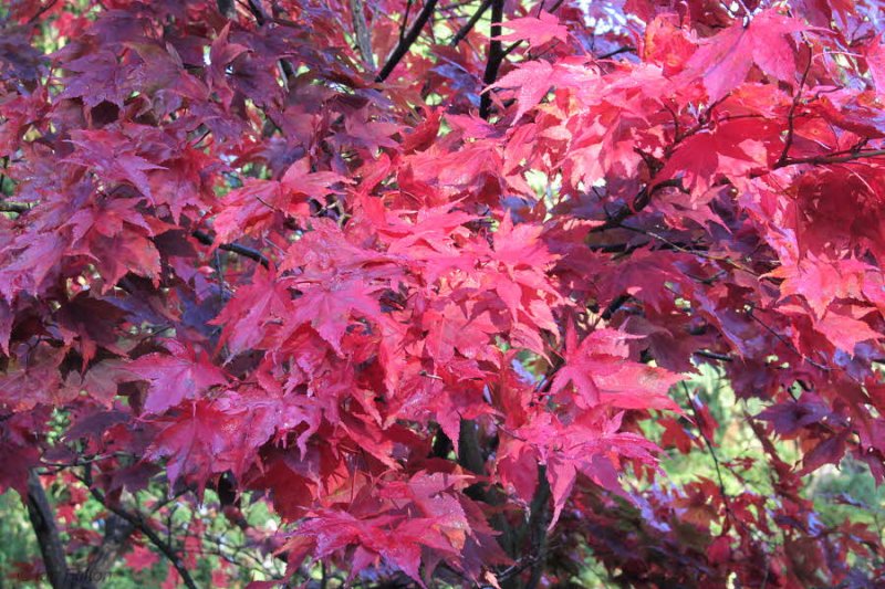 Japanese Garden, Dalzell Woods, Motherwell