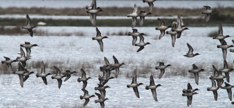 Eurasian Teal, Crom Mhin marsh-Loch Lomond NNR, Clyde