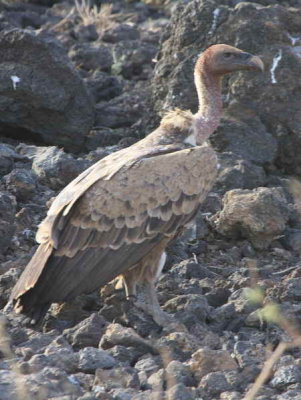 Ruppell's Vulture, Fantelle lava field, Lake Beseka