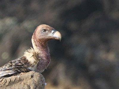 Ruppells Vulture, Fantelle lava field, Lake Beseka