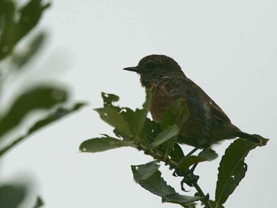 Stonechat, Douglas Estate, Clyde