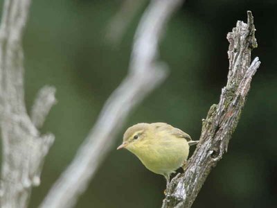 Willow Warbler, Douglas Estate, Clyde