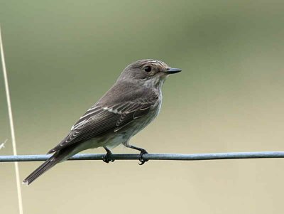 Spotted Flycatcher, Douglas Estate, Clyde