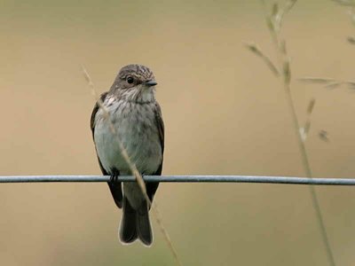 Spotted Flycatcher, Douglas Estate, Clyde