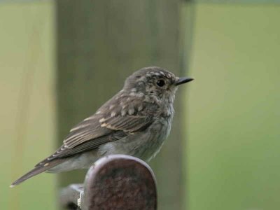 Spotted Flycatcher (juvenile), Douglas Estate, Clyde