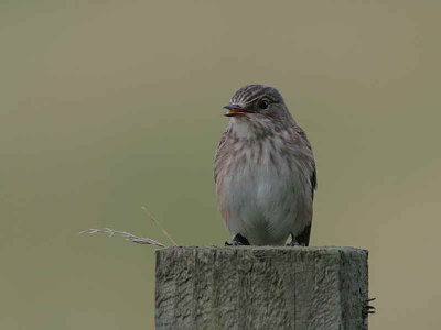 Spotted Flycatcher, Douglas Estate, Clyde