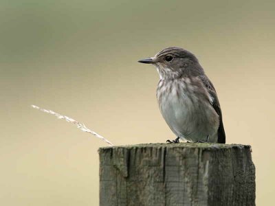 Spotted Flycatcher, Douglas Estate, Clyde