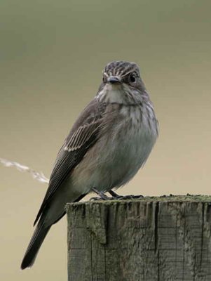 Spotted Flycatcher, Douglas Estate, Clyde