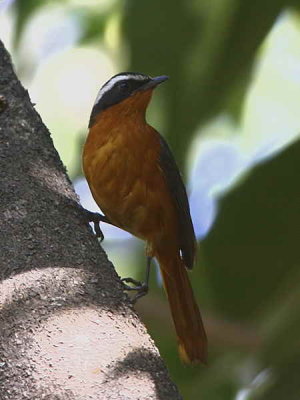 Ruppell's Robin-chat, Ghion Hotel garden, Addis Ababa