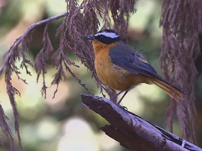 Ruppell's Robin-chat, Goba