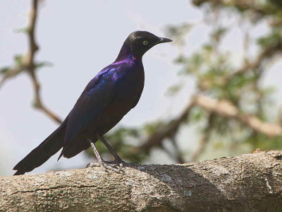 Ruppell's Starling, Lake Awassa