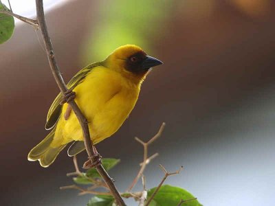 Ruppell's Weaver, Awash NP