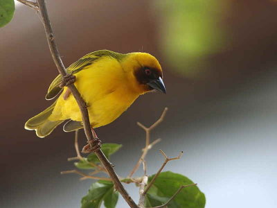 Ruppell's Weaver, Awash NP