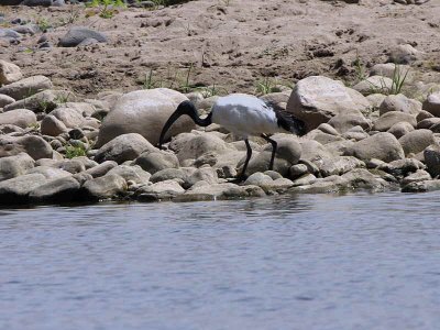 Sacred Ibis, Jemmu River