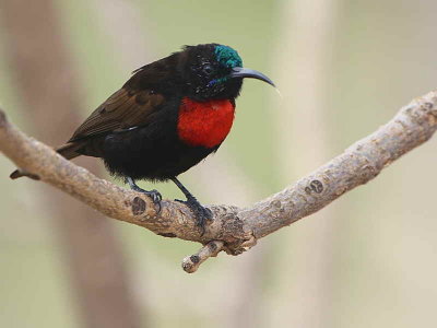 Scarlet-chested Sunbird, Axum