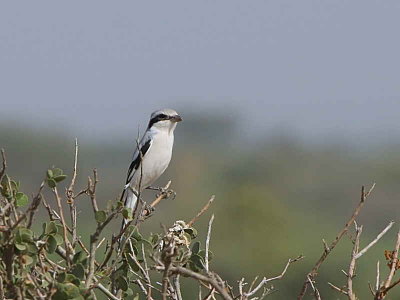 Southern Grey Shrike, Afar Plains