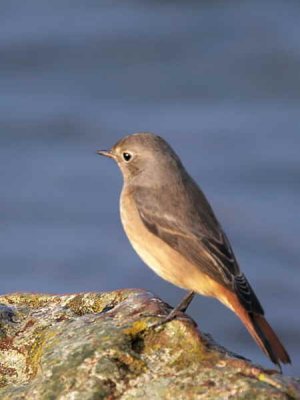 Common Redstart, Balcomie beach, Fife