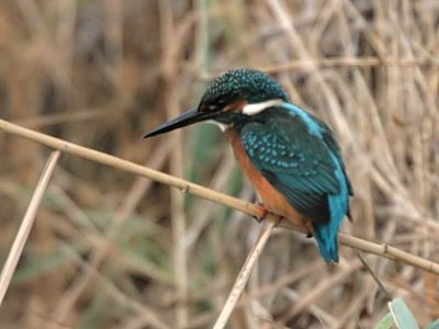 Common Kingfisher, Dalyan, Turkey